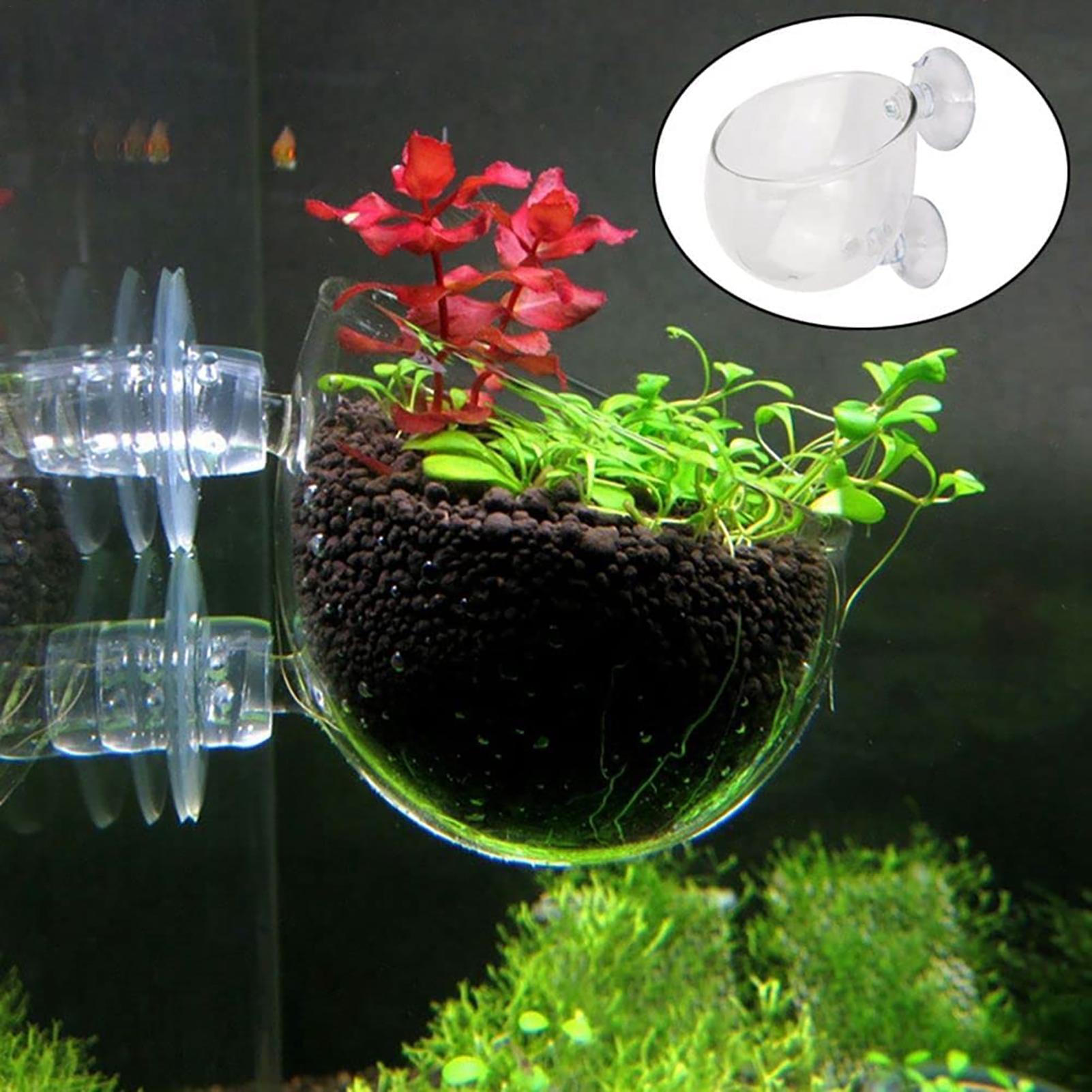 Pot Tanaman Akuarium Cangkir S - Aquarium Plant Seeds ulasan dan harga