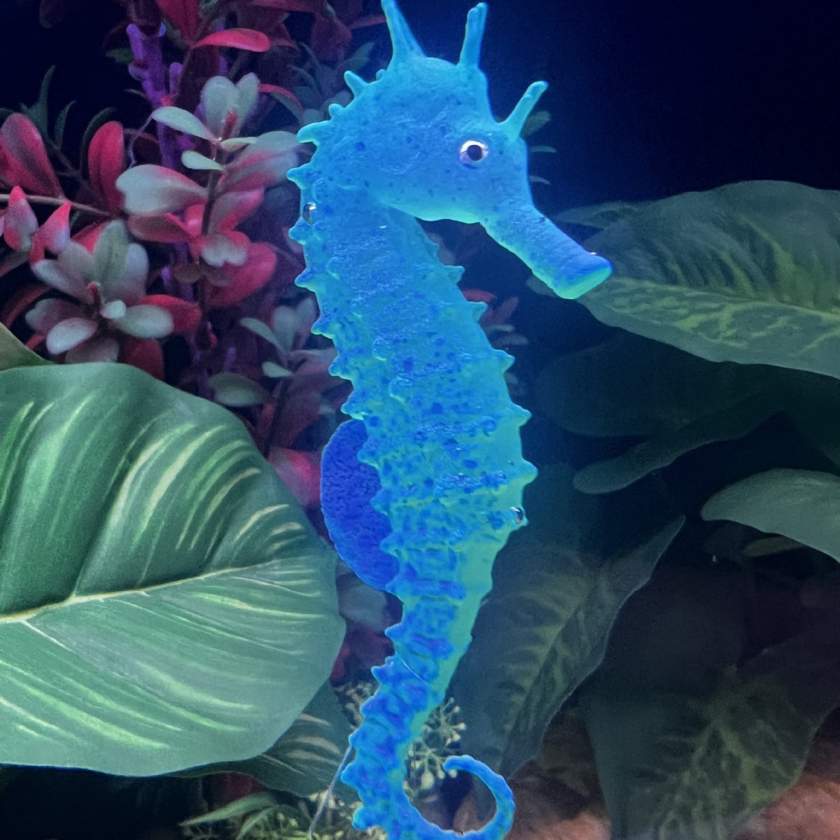 Dekorasi Akuarium Kuda Laut Be - Aquarium Planted Substrate ulasan dan harga