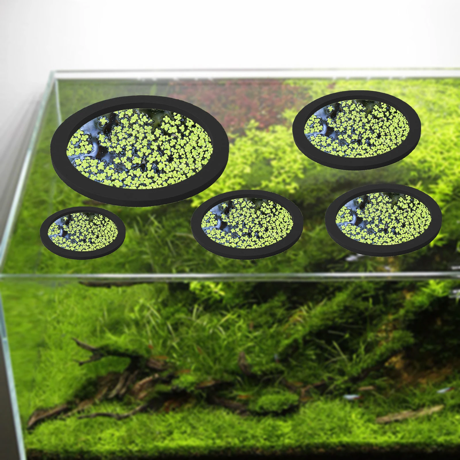 5 buah EVA cincin pemberi maka - Aquarium Planted Plants ulasan dan harga
