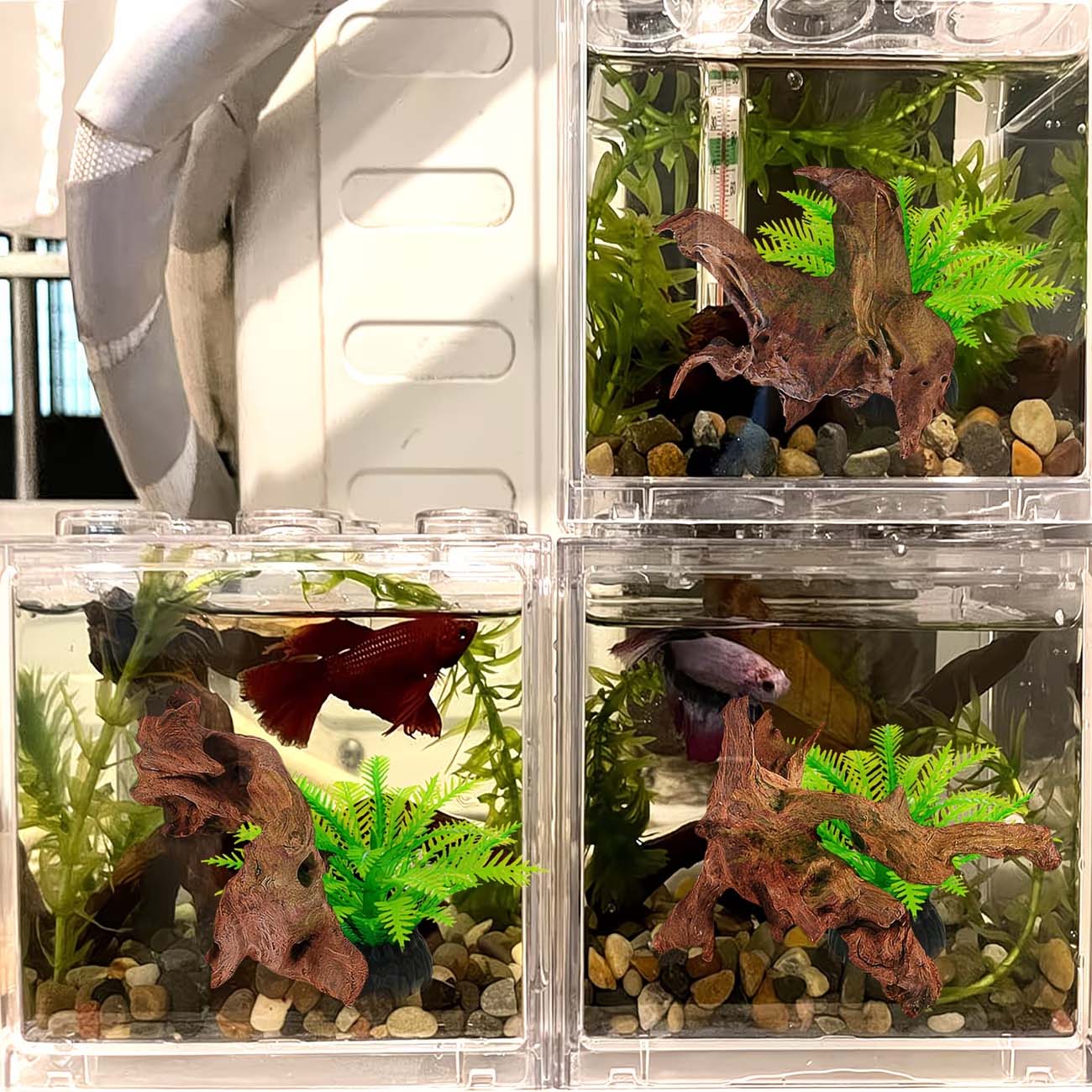 Kayu Apung Alami 5-10CM untuk  - Aquarium Planted Substrate ulasan dan harga