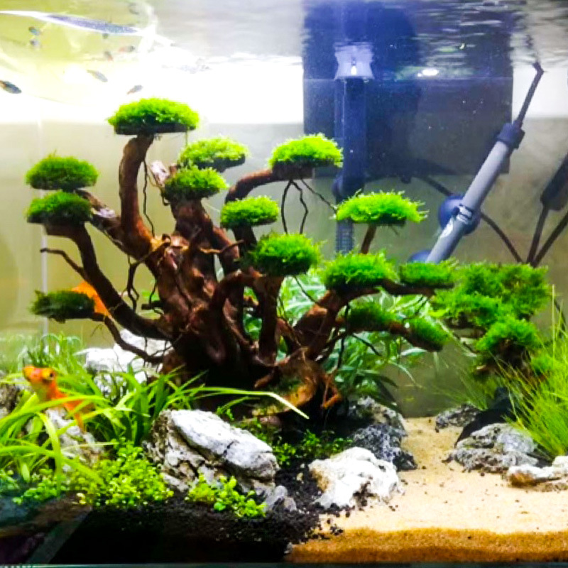 Dekorasi akuarium, hiasan poho - Aquarium Planted Tree ulasan dan harga