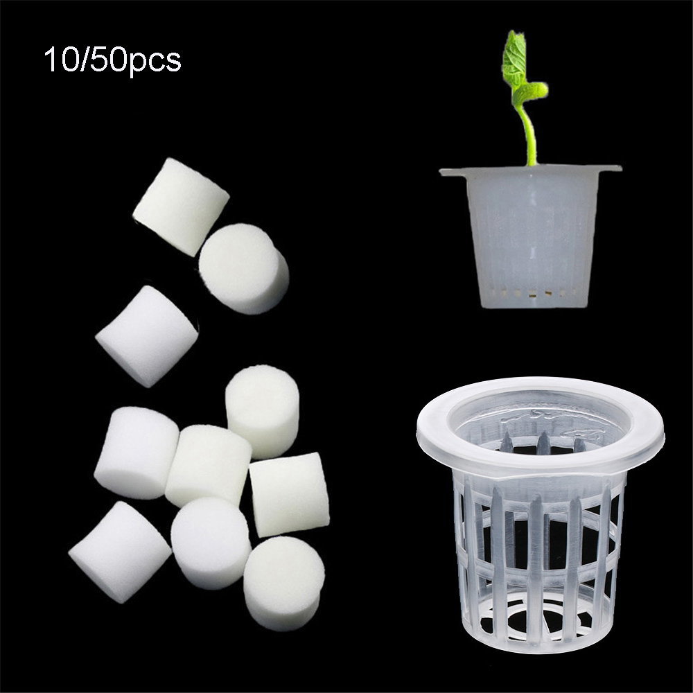 10/50 Buah Baki Penyemaian Hid - Aquarium Plant Seeds ulasan dan harga