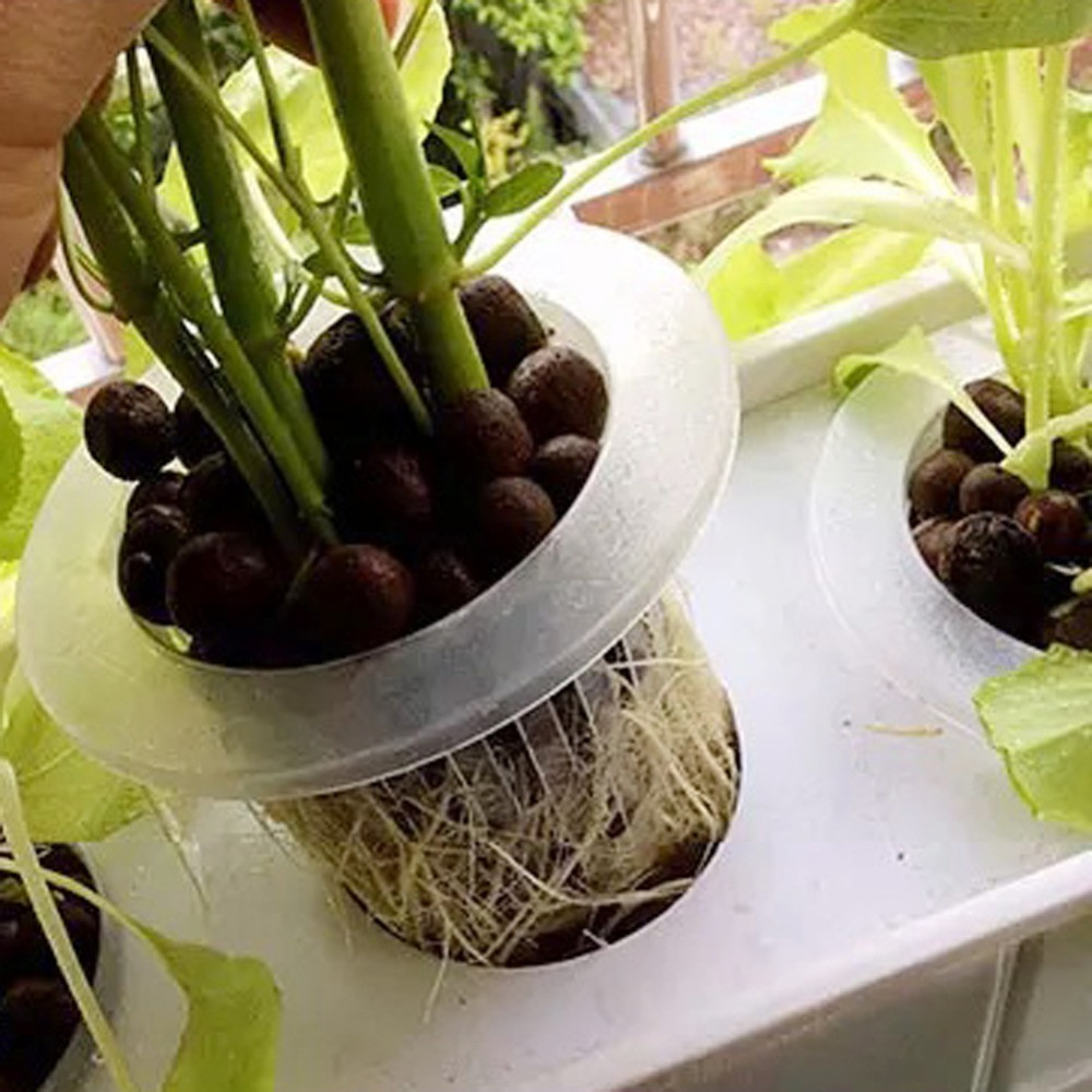10/50 Buah Baki Penyemaian Hid - Aquarium Plant Seeds ulasan dan harga
