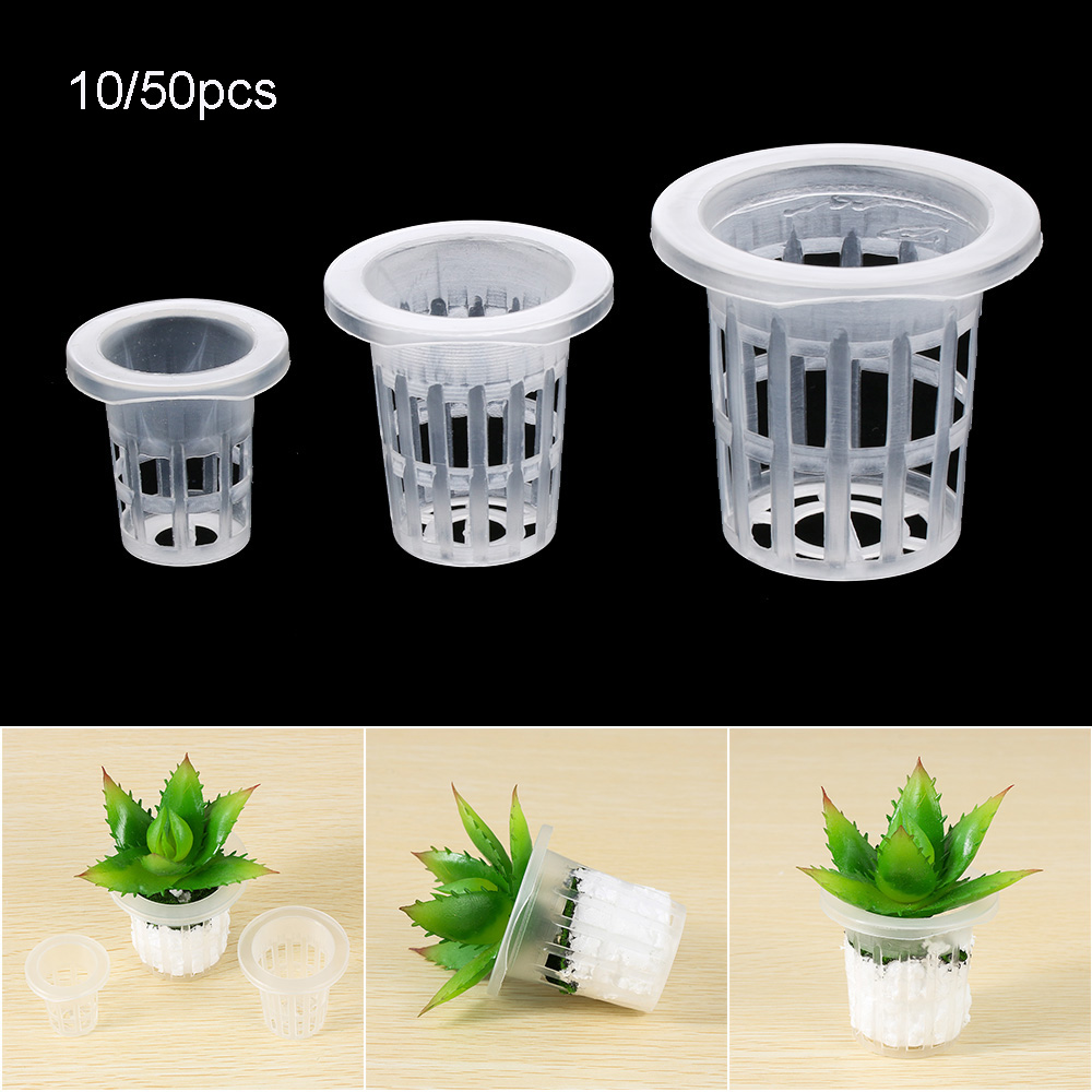10/50 Buah Baki Penyemaian Hid - Aquarium Plant Seeds ulasan dan harga