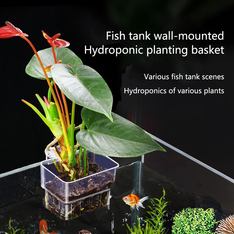 Cangkir Penanaman Hidroponik A - Aquarium Planted Tank Setup ulasan dan harga
