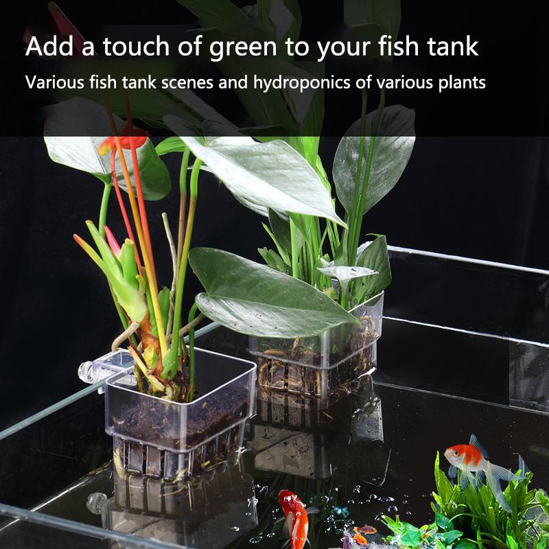 Cangkir Penanaman Hidroponik A - Aquarium Planted Tank Setup ulasan dan harga